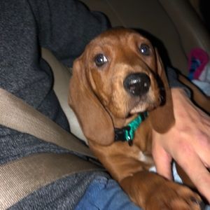 Meet your Posher, Donna